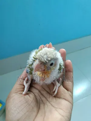 Pineapple Conure Baby