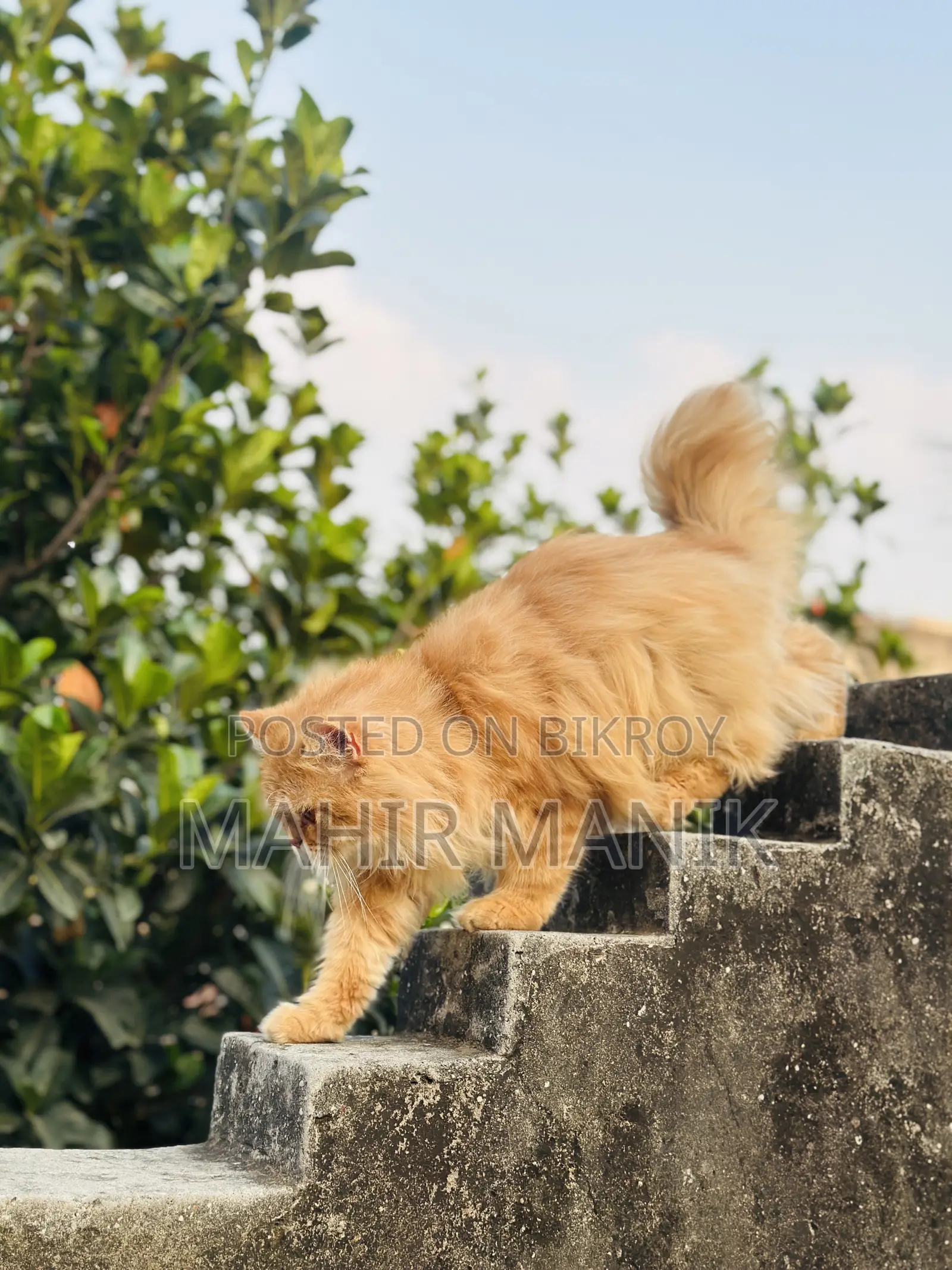 1+ Year Male Purebred Persian