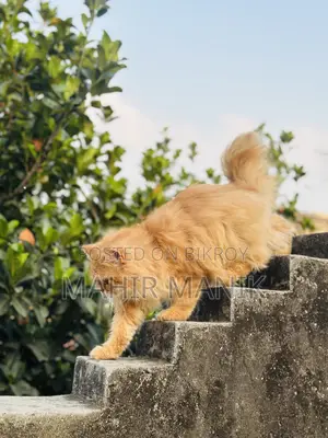 1+ Year Male Purebred Persian