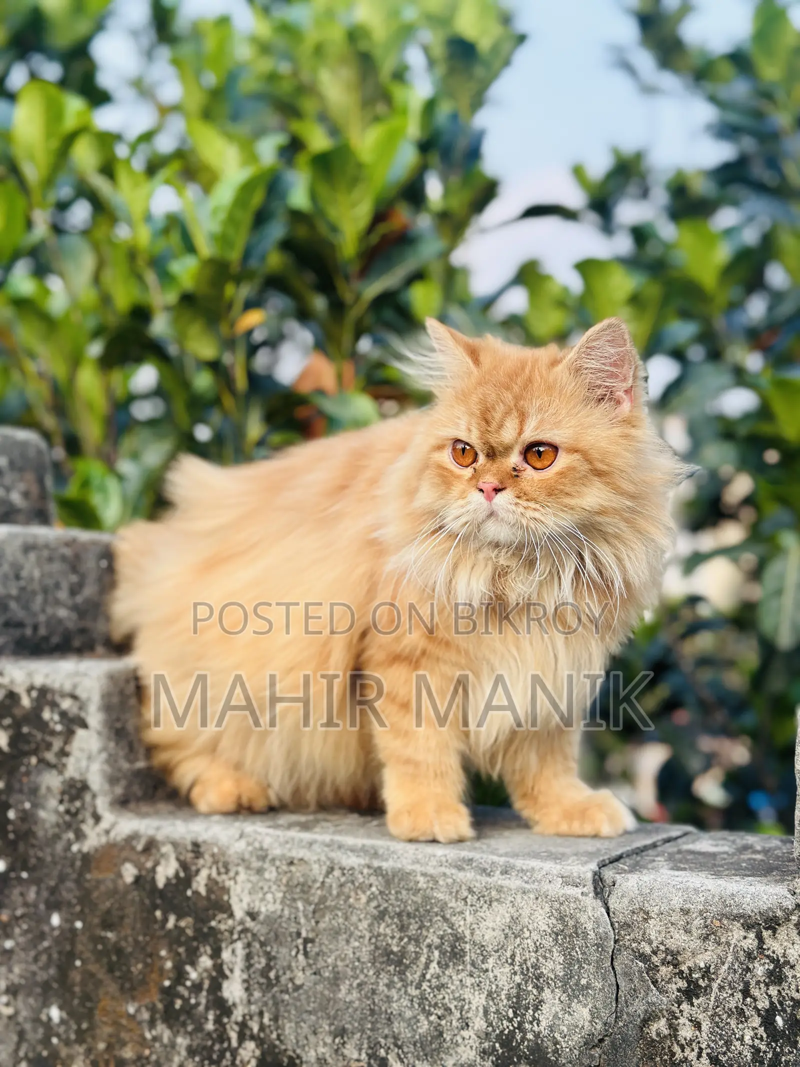 1+ Year Male Purebred Persian