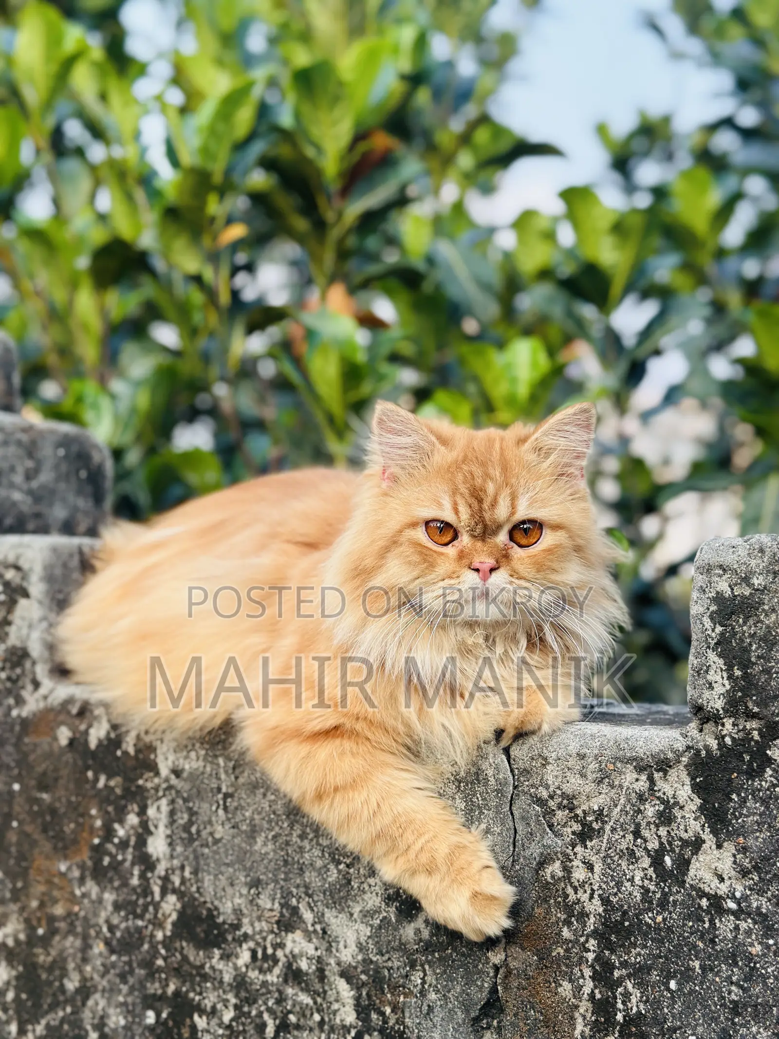 1+ Year Male Purebred Persian