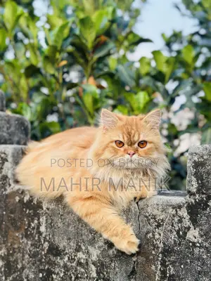 1+ Year Male Purebred Persian