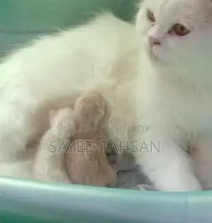 6-12 Months Female Purebred Persian Kitten