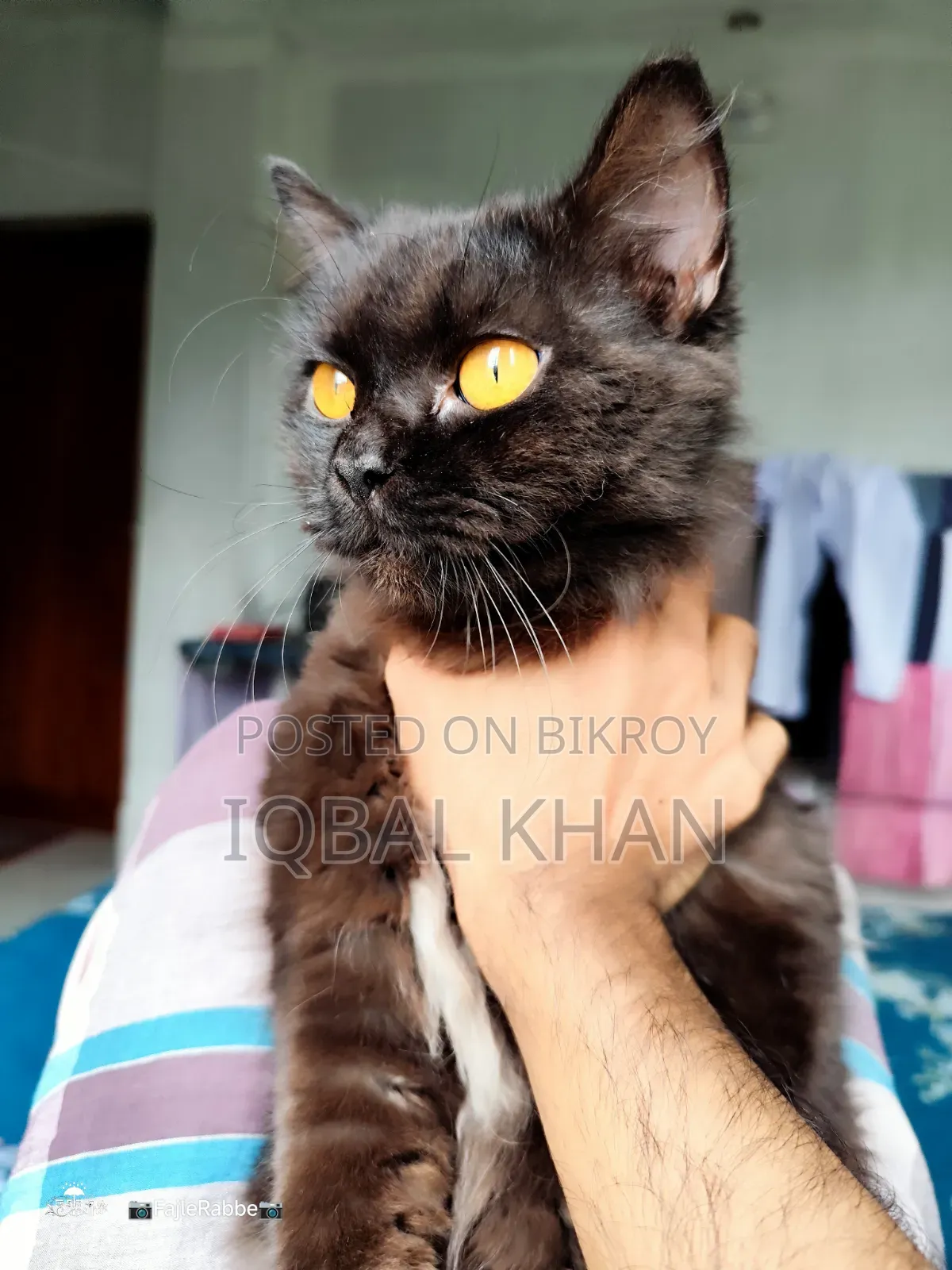 6-12 Months Male Purebred Himalayan