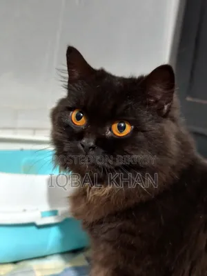 6-12 Months Male Purebred Himalayan
