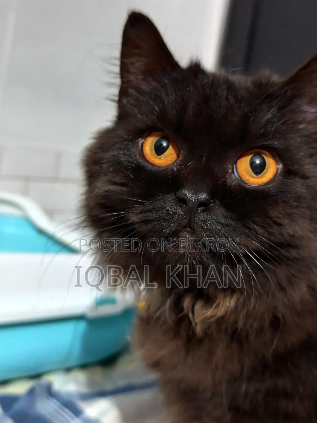 6-12 Months Male Purebred Himalayan