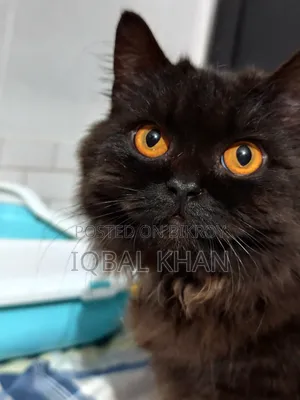 6-12 Months Male Purebred Himalayan