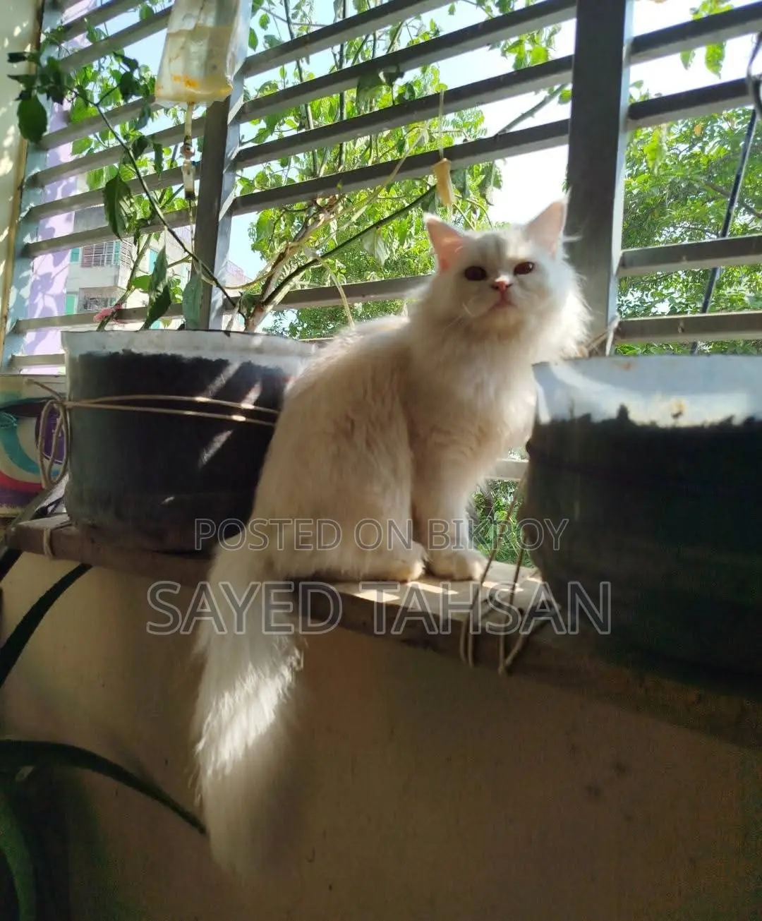 3-6 Months Male Purebred Persian