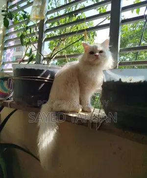 3-6 Months Male Purebred Persian
