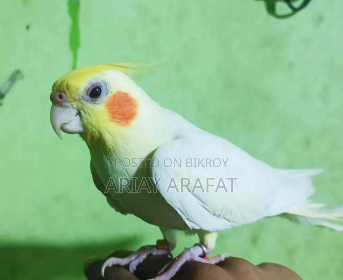 Lutino Cockatiel Bird