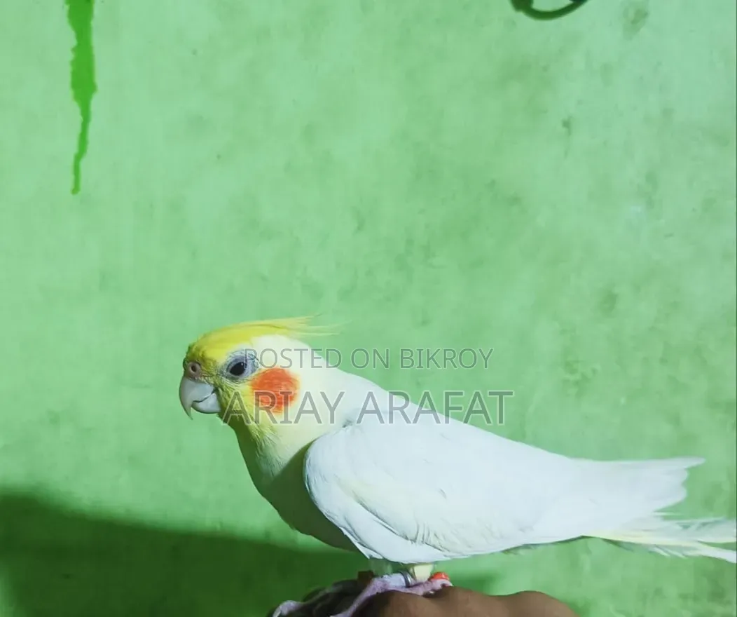 Lutino Cockatiel Bird