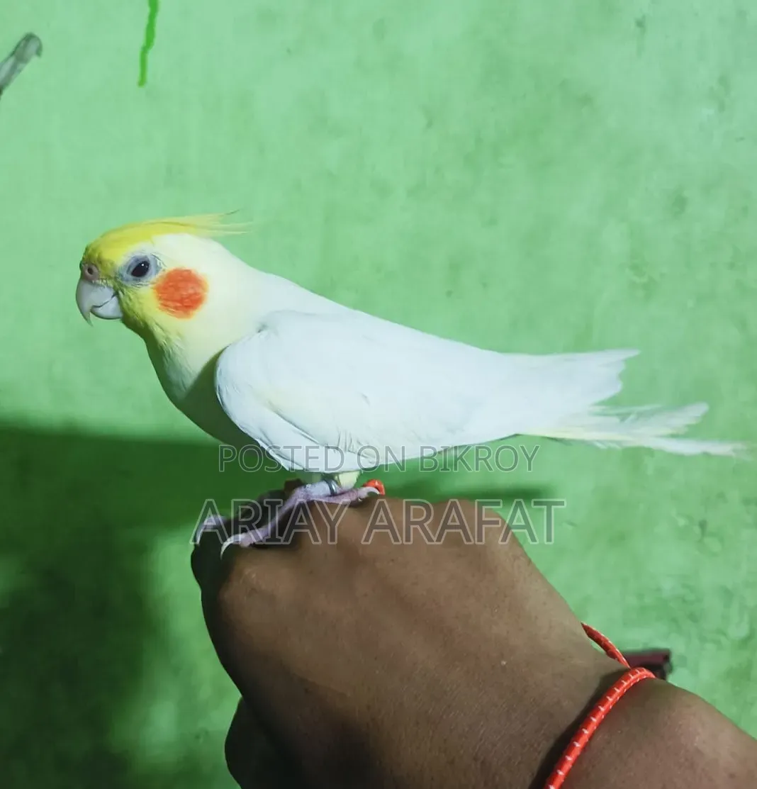Lutino Cockatiel Bird