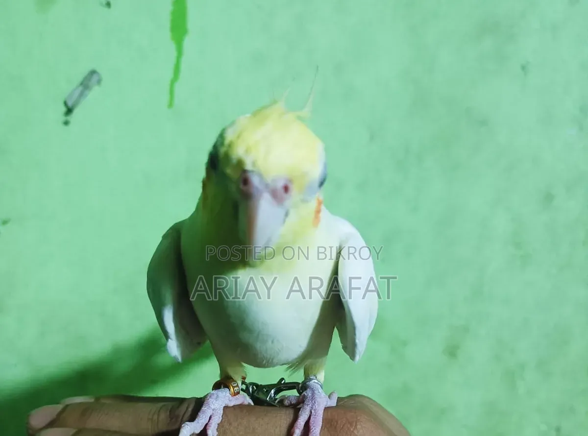 Lutino Cockatiel Bird
