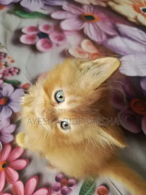 1-3 Months Male Purebred Persian
