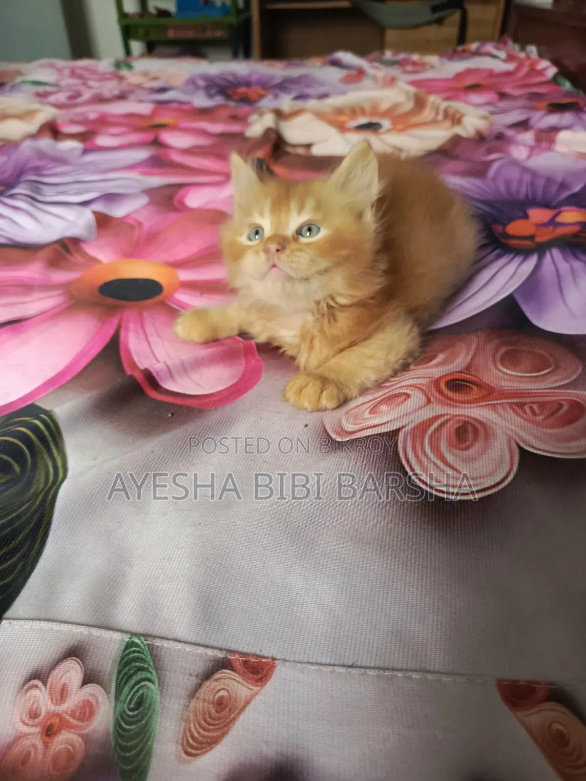 1-3 Months Male Purebred Persian