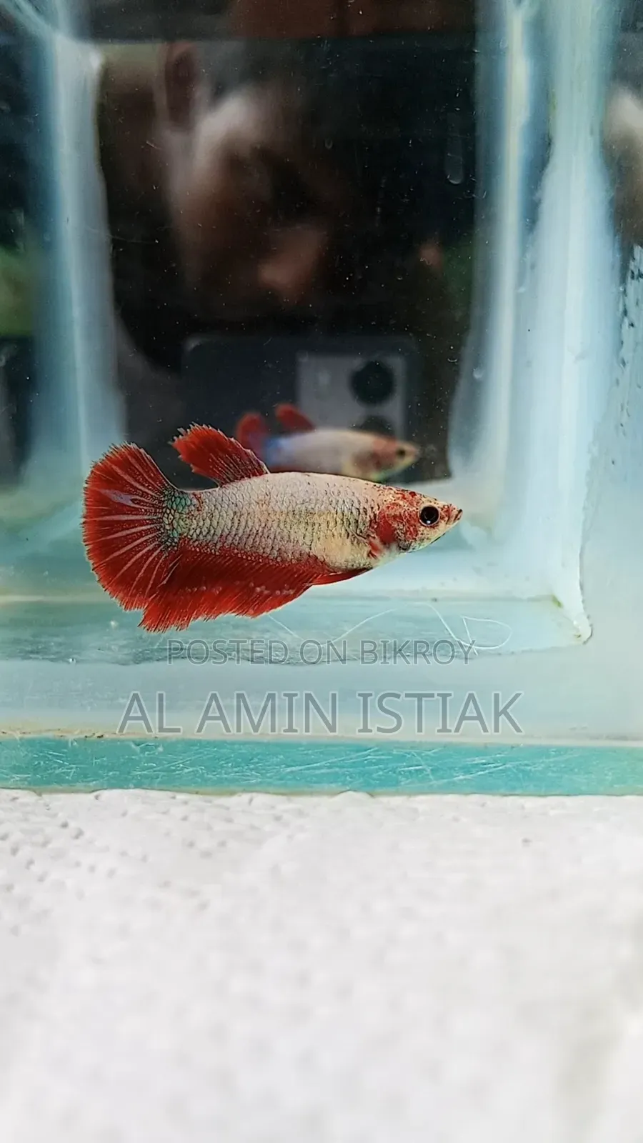Betta Fish Female