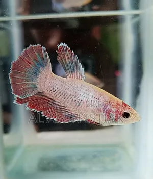 Betta Fish Female