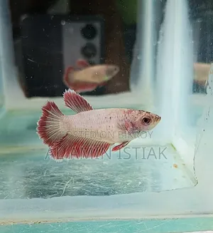 Betta Fish Female