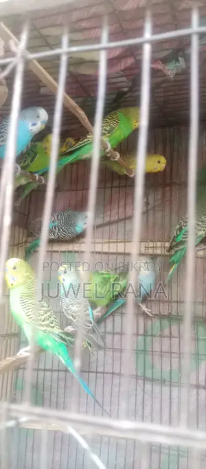 7 pairs of running Budgie birds for sale