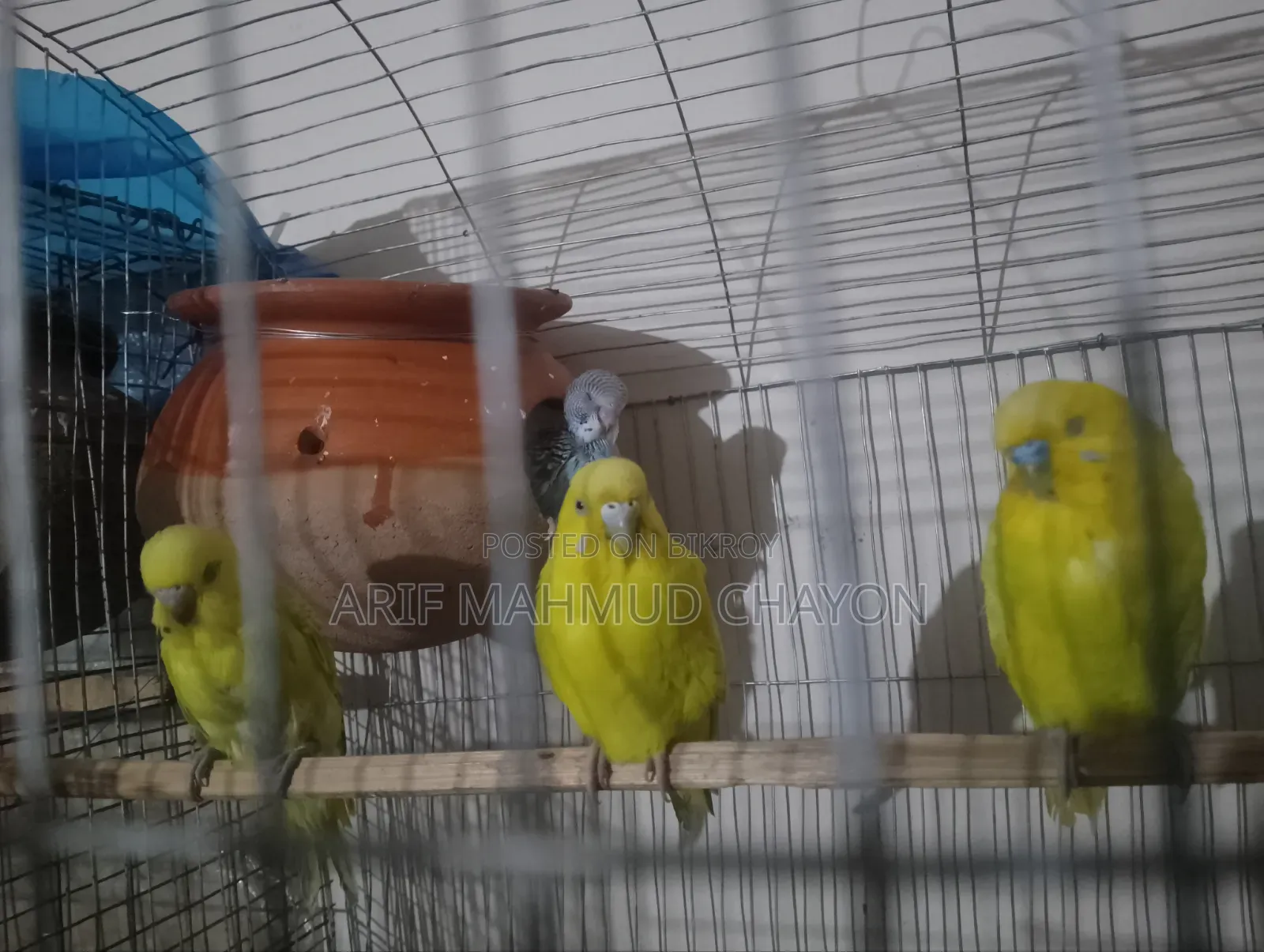 Bajrigar Bird
