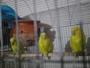 Bajrigar Bird