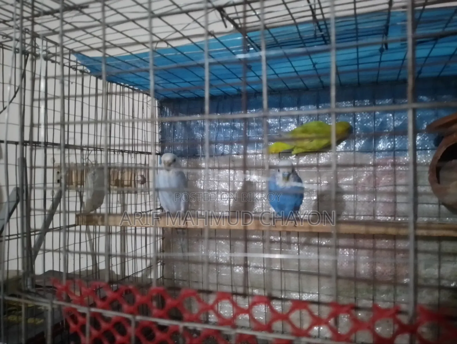 Bajrigar Bird