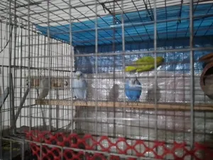 Bajrigar Bird