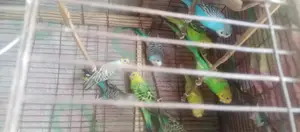 7 pairs of running Budgie birds for sale
