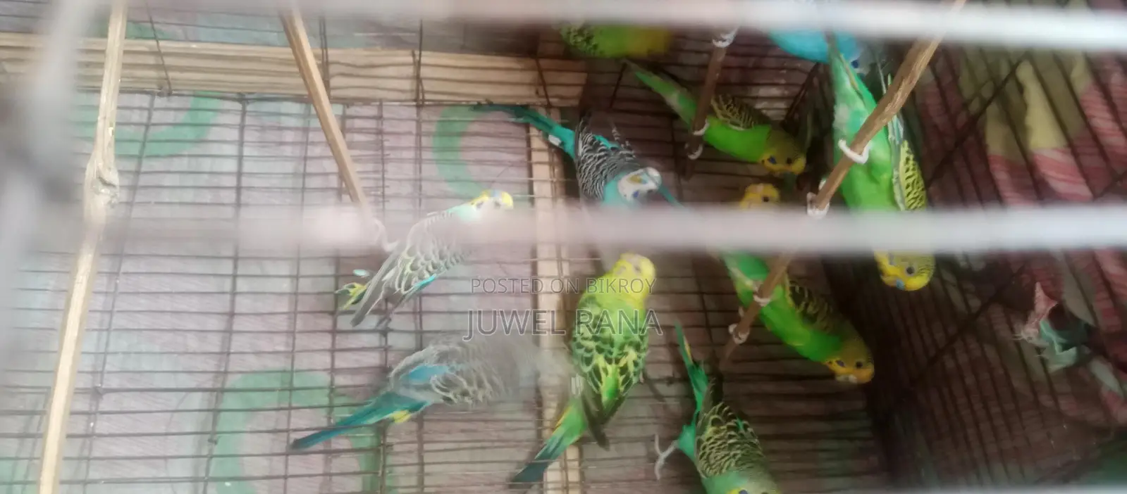 7 pairs of running Budgie birds for sale