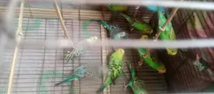7 pairs of running Budgie birds for sale