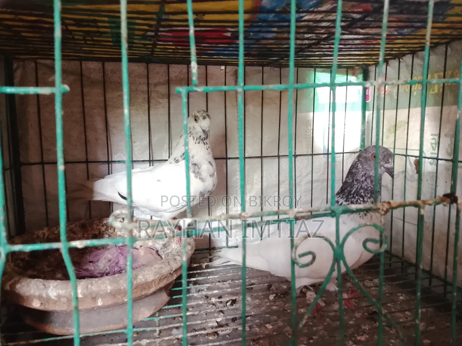 811 Race-bred. No tag or seal. Not from any club. Has had babies 3 times