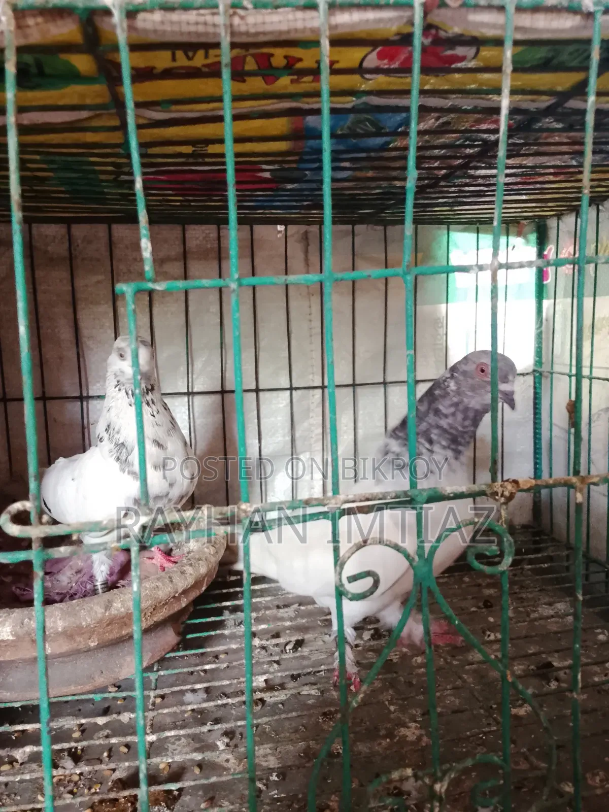 811 Race-bred. No tag or seal. Not from any club. Has had babies 3 times