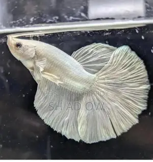 মাছ পাওয়া যাচ্ছে
