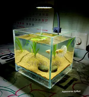 Desktop Betta Tank
