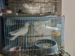 4 Pigeons for Sell