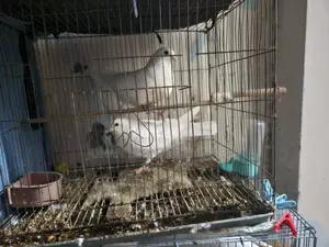 4 Pigeons for Sell