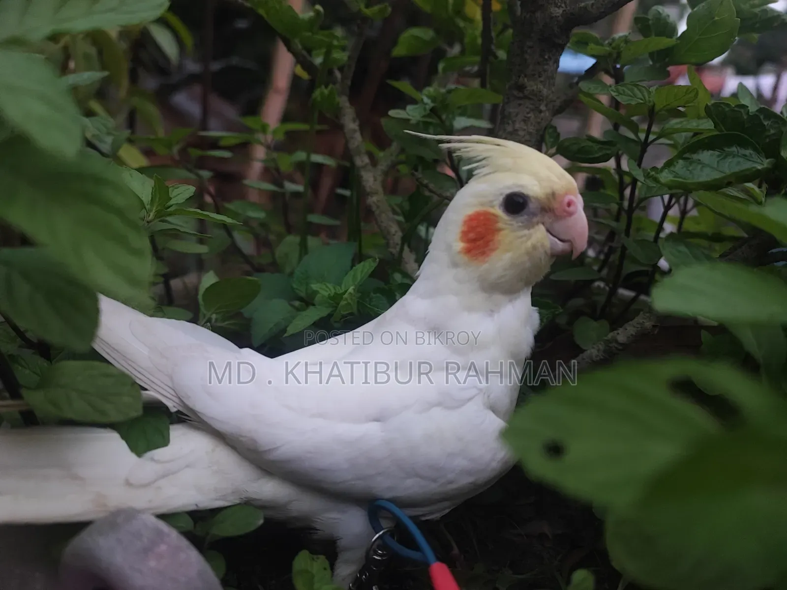 Tame Cockatiel