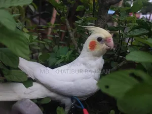 Tame Cockatiel