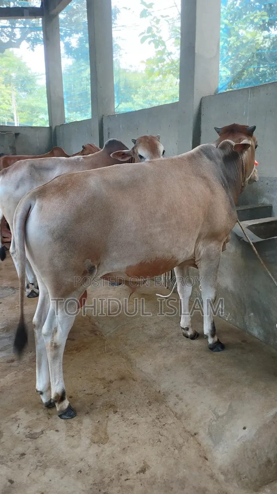 কুরবানের গরু বিক্রি হবে