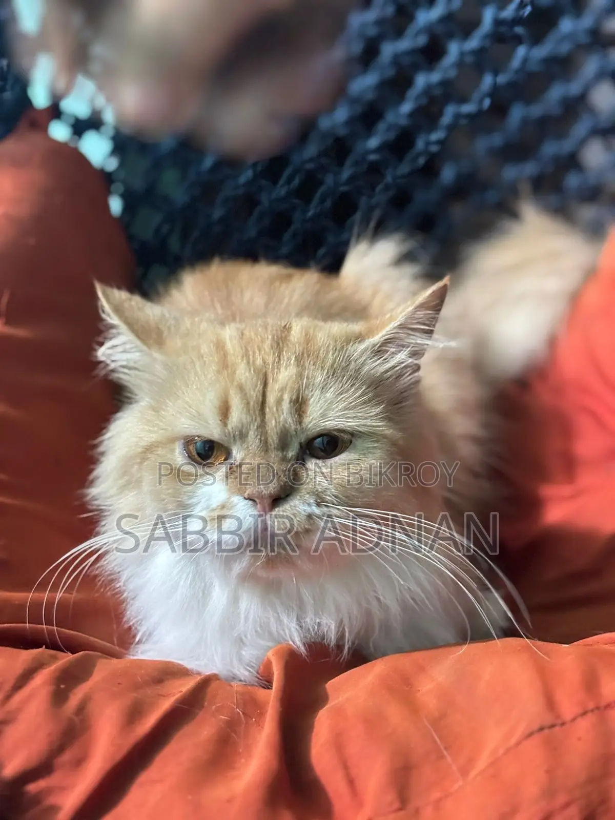 1+ Year Female Purebred Persian