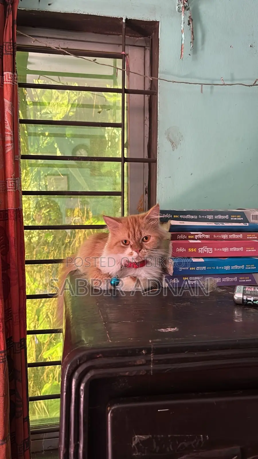 1+ Year Female Purebred Persian