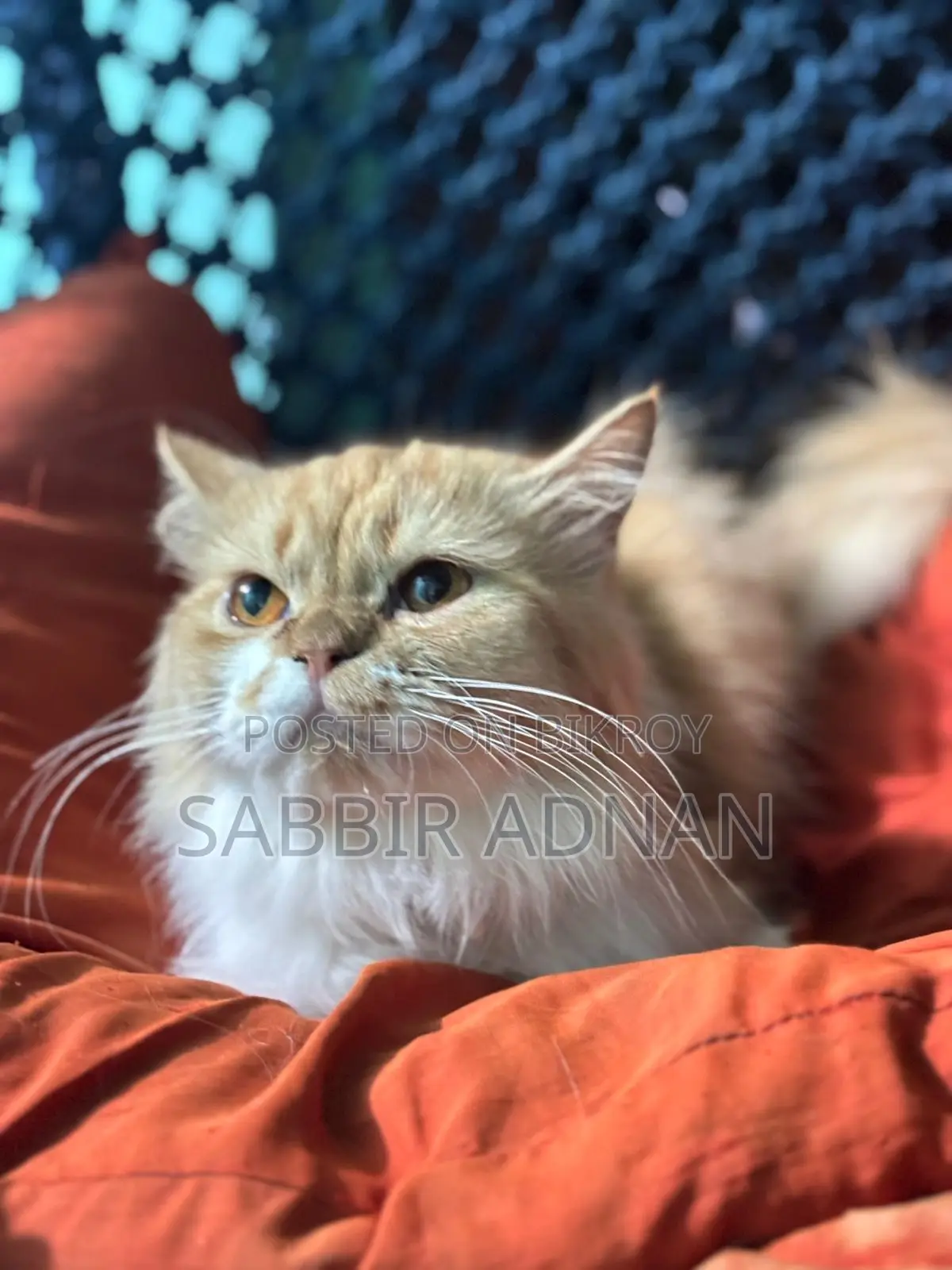 1+ Year Female Purebred Persian