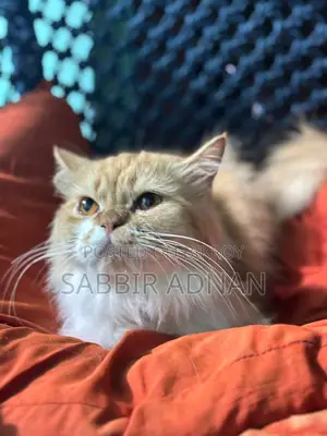 1+ Year Female Purebred Persian