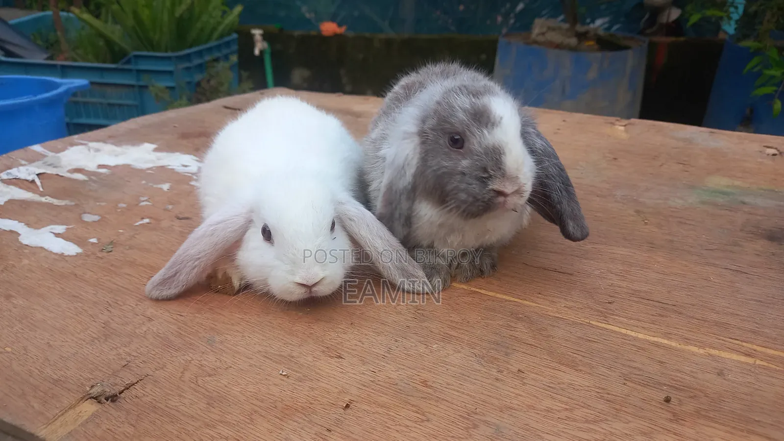 Holland Lop Rabbit