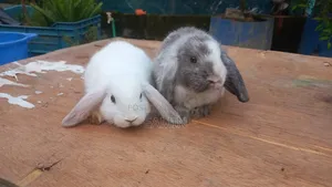 Holland Lop Rabbit