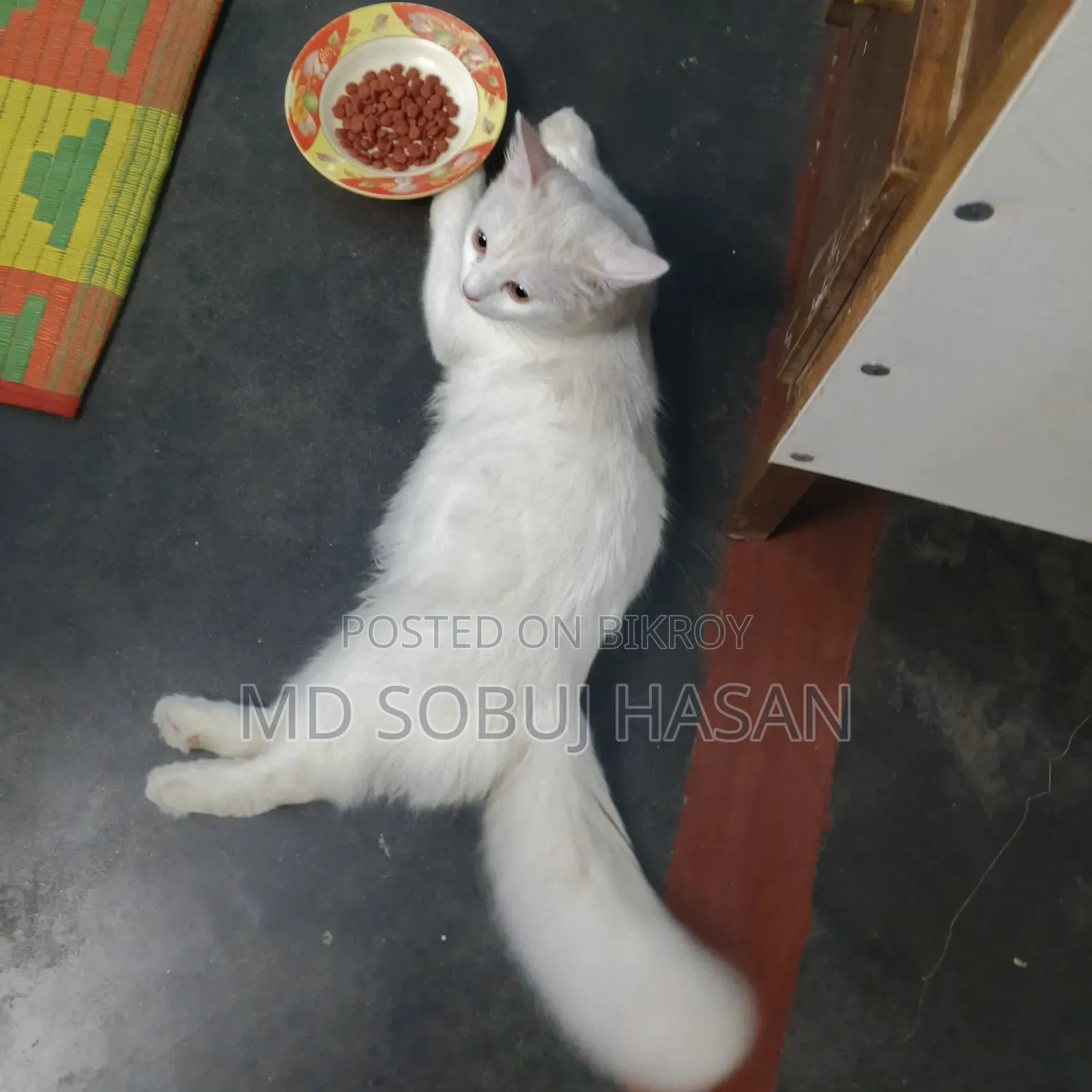 6-12 Months Male Mixed Breed Manx