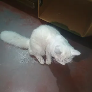 6-12 Months Male Mixed Breed Manx