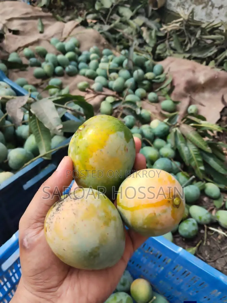 মৌসুমী ফরমালিন মুক্ত ফ্রেশ আম
