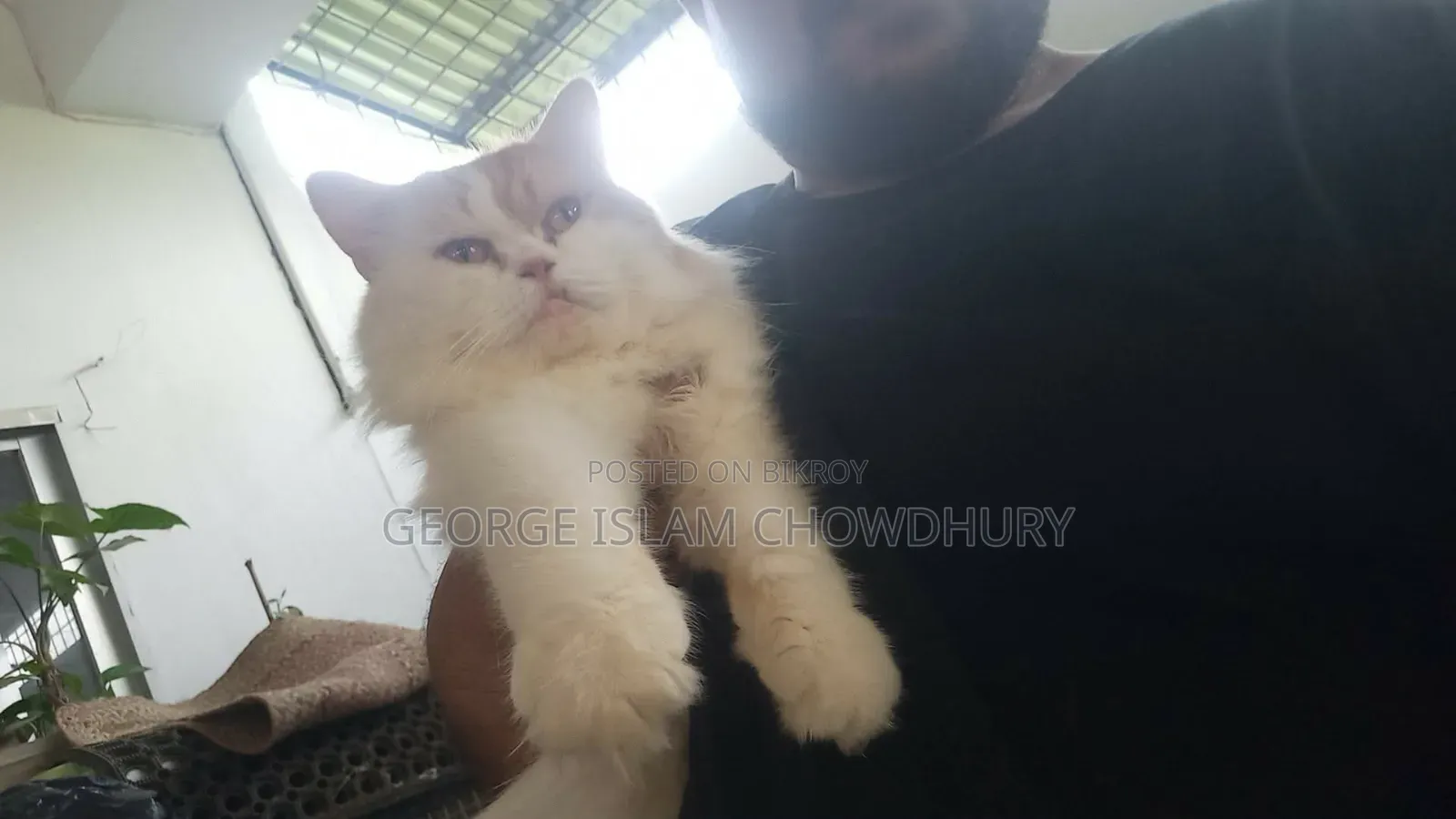 6-12 Months Male Purebred Persian