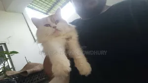 6-12 Months Male Purebred Persian
